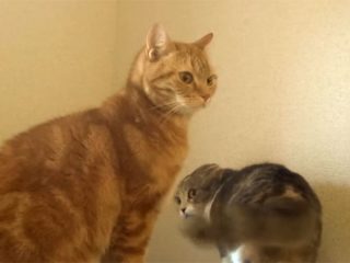 怒って威嚇する猫が、滑ってコケた! でも、それを見なかったことにする優しい猫♪