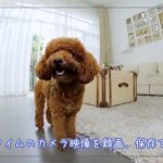 自動給餌器のお勧めは、カリカリマシーンSP。スマホで愛猫・愛犬を見守れる!