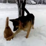 猫の顔ごと、雪にズボッ! 犬のお茶目なイタズラに爆笑♪