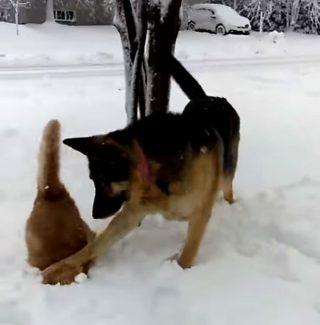 猫の顔面、雪にズボッ! 犬のお茶目なイタズラに、笑いが止まりません♪