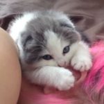 「ママのおっぱい飲みたいニャ~」 耳に吸い付いて離れない子猫♪