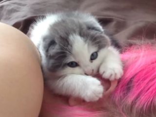 「ママのおっぱい飲みたいニャ~」 耳に吸い付いて離れない子猫♪
