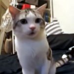 初対面の子猫に、フーッ!とされた猫。ショックを受けた顔が面白い♪ その後、まさかの展開に!