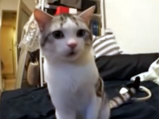 初対面の子猫に、フーッ!とされた猫。ショックを受けた顔が面白い♪ その後、まさかの展開に!