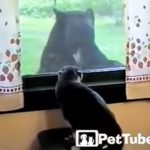 窓の外に何かいるニャ! 威嚇する猫の前に現れたのは、大きなクマさんでした!