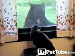 窓の外に何かいるニャ! 威嚇する猫の前に現れたのは、大きなクマさんでした!