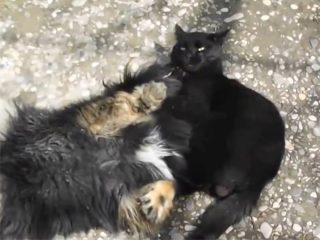 黒猫の見事なスリーパーホールド! 猫が犬に、プロレス技を決める!