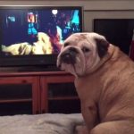ブルドッグ、ホラー映画に夢中! 少女を守ろうと必死に吠える!