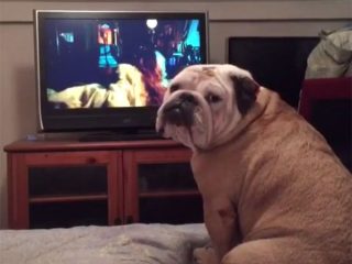 ホラー映画を理解しているブルドッグ! 主人公の少女を守ろうと、必死に吠える姿が勇ましい!