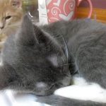 弟猫のイビキがうるさいニャ! 兄猫がイラッとしている様子に笑えます♪
