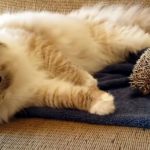 猫がハリネズミの上に座ると、こうなる! コントのような動画に爆笑♪