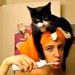 猫が飼い主さんの頭にジャンプ! 「歯磨き中も一緒にいたいにゃ!」