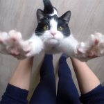 「抱っこ!」とバンザイして、おねだりする猫が可愛い過ぎ♪