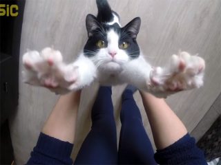 「抱っこ!」とバンザイして、おねだりする猫が可愛い過ぎ♪