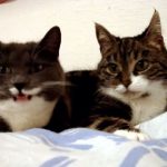 猫語の仲睦まじい会話が可愛い! 「ニャー」「ニャン」と仲良く鳴き合っています♪