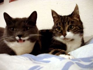 猫語の仲睦まじい会話が可愛い! 「ニャー」「ニャン」と仲良く鳴き合っています♪