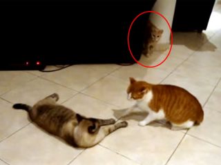 威嚇し合う二匹の猫!見守る第三の猫! 一触即発の場面に意外な結末!