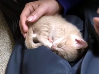 お父さんの足の上に何度も戻ってくる子猫♪ 鳴き声も可愛い!