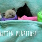 天使のような子猫、4きょうだい♪ 見ているだけで癒やされる
