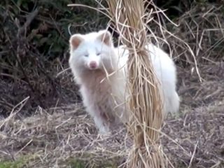 散歩道で白タヌキに出会った! 幸運を呼ぶ縁起の良い動物