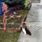 メインクーンのマロ、巨大猫がニワトリに挑んだ結果は?