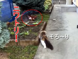 メインクーンのマロ、巨大猫がニワトリに挑んだ結果は?