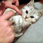 膝の上で寝る子猫♪ ぬいぐるみのように激カワです!