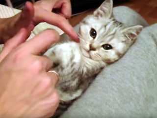 膝の上で寝る子猫♪ ぬいぐるみのように激カワです!
