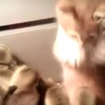 子ガモの集団に、子猫が突撃! 結果は「お手上げニャ」