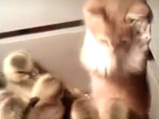 子ガモの集団に、子猫が突撃! 結果は「お手上げニャ」