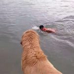 ゴールデンレトリバー12犬! 溺れる主人の救助に向かう