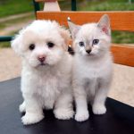 猫と犬のおもしろ動画まとめ。仲良し、遊び、爆笑編♪