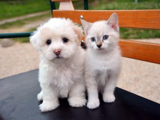 猫と犬のおもしろ動画まとめ。仲良し、遊び、爆笑編♪