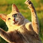 猫パンチのベスト動画集! 可愛い子猫から、世界チャンピオン級まで♪