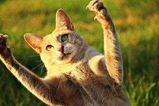 猫パンチのベスト動画集! 可愛い子猫から、世界チャンピオン級まで♪