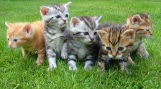 猫好き必見! おもしろ動画まとめ♪ 爆笑・癒し・可愛いニャンコたち