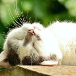 猫の可愛い寝相、おもしろ動画まとめ♪ 爆笑、子猫、癒し編