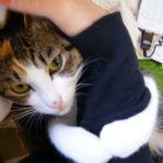 腕に抱きついて離れない「抱きつき猫」。甘えた鳴き声も可愛すぎ!