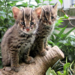 初公開! 天然記念物 ツシマヤマネコの子ども(京都市動物園)