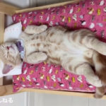 へそ天全開の猫たち♪ 無防備な寝姿が可愛い! ほっこり猫動画