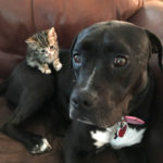 一晩だけ保護するつもりだった子猫。今では先住の犬猫と、仲良し家族に!