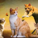 爆笑の猫動画! コントのようなズッコケ、可愛い子猫、ハプニング編
