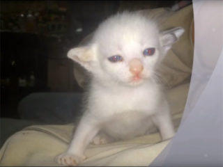 突然変異の新種猫? 耳が二股に別れている珍しい猫を発見!