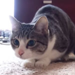 猫のお尻フリフリが可愛い動画集♪ 猫がお尻を振る理由は?
