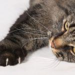 猫の爪切りの上手なコツ。猫がおとなしくなって嫌がらない方法は?