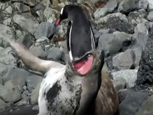  ペンギンに乗られたアザラシの阿鼻叫喚の叫び声