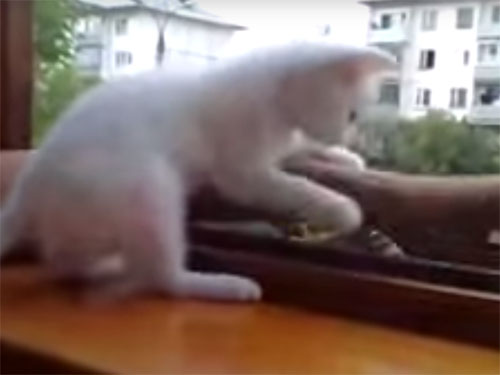 窓から落ちた主人の腕を救出する子猫