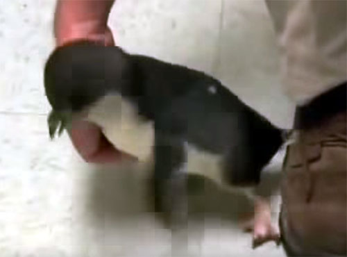 お腹を撫でられて猛烈に喜ぶ赤ちゃんペンギン
