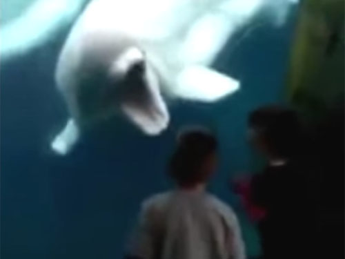 水族館のシロイルカが子供を驚かす面白動画