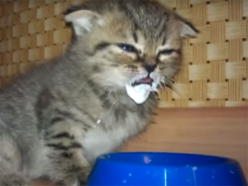 ミルクを飲んだ顔がおかしい子猫